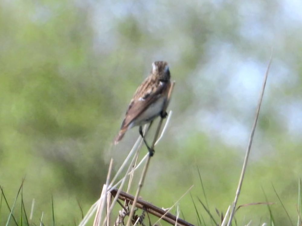 Whinchat