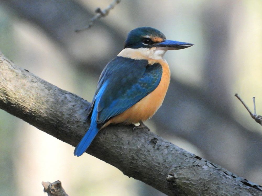 sacred kingfisher