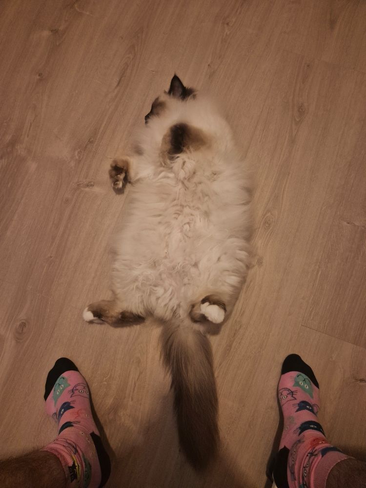One of my birman cats, sleeping ln his back