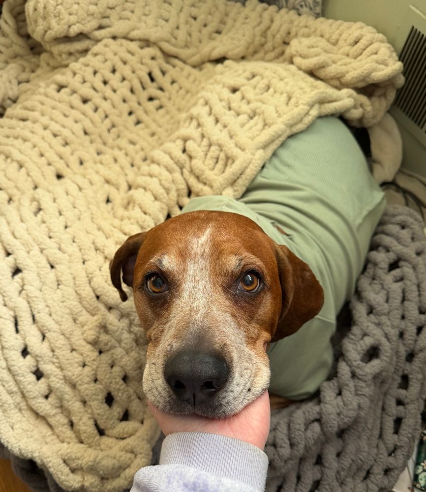 Luna, a big dog in a pile of blankets wearing a green sweatshirt