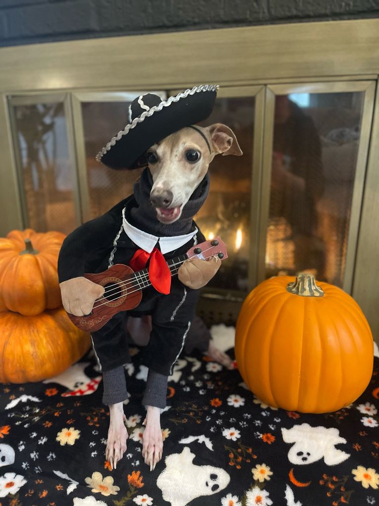 Italian greyhound mariachi