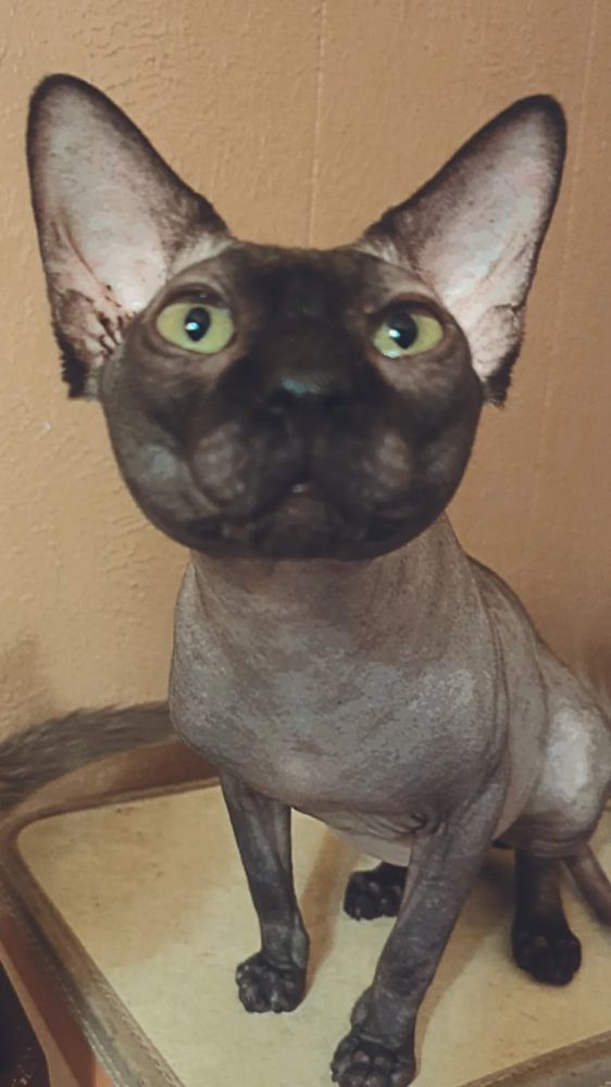 Suguru, a black sphynx cat, staring curiously at the camera.