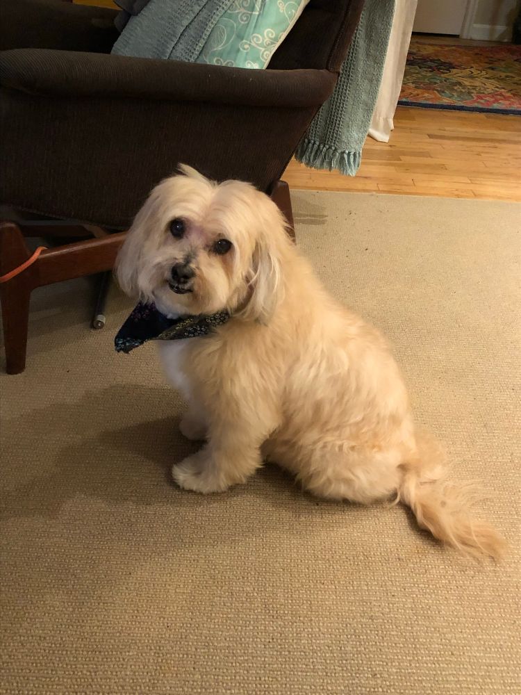 Goyo, a Havanese rescued from the streets of Tijuana. Also goes by Boo Boo. 