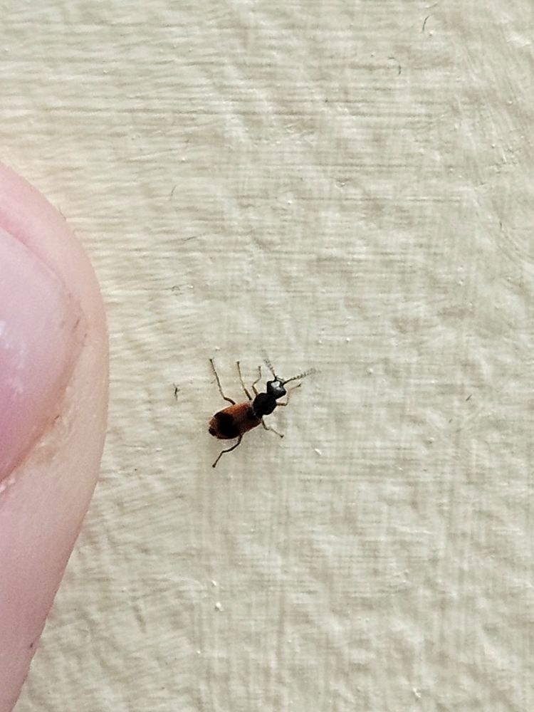 Same black and red beetle as in the previous post next to a sliver of an index finger, showing the beetle to be a couple mm long at most.
