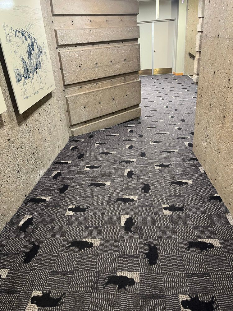 teppichboden mit büffel drauf