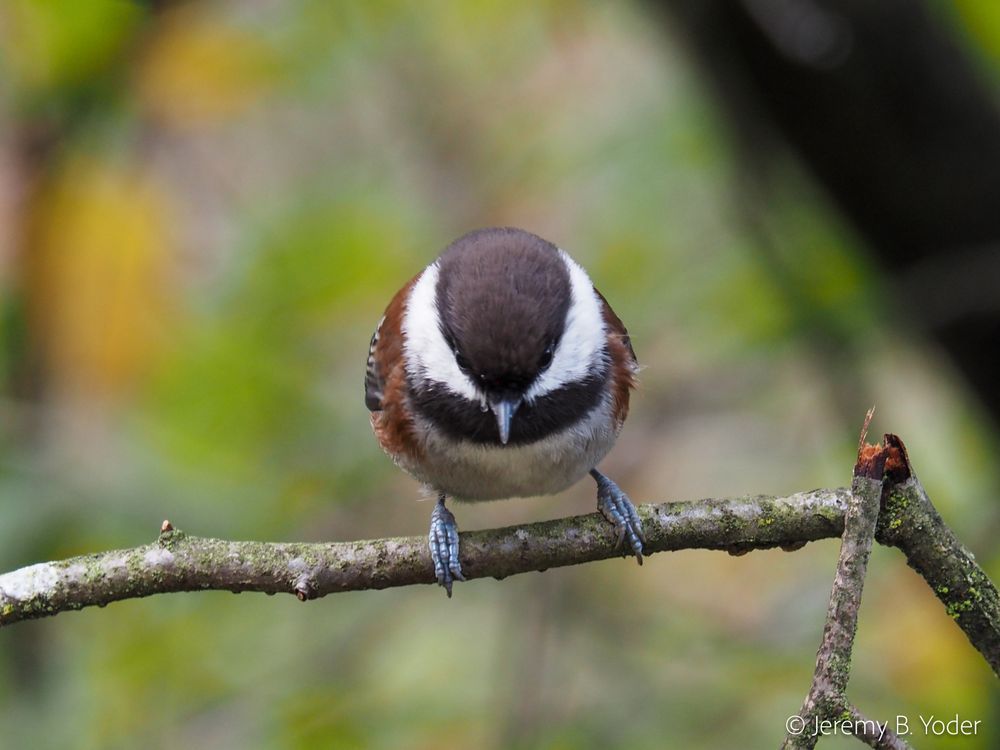 A small round passerine perched on a twig, the crown of its head pointed at the camera as it eyeballs the photographer. It has chestnut-brown shoulders and flanks, a buff breast, a darker brown stripe across its throat, white cheeks, and a deep brown cap