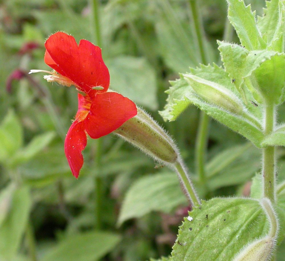 A bright red, tubular flower of Mimulus cardinalis, viewed in profile; photo by Curtis Clark via Wikimedia Commons
