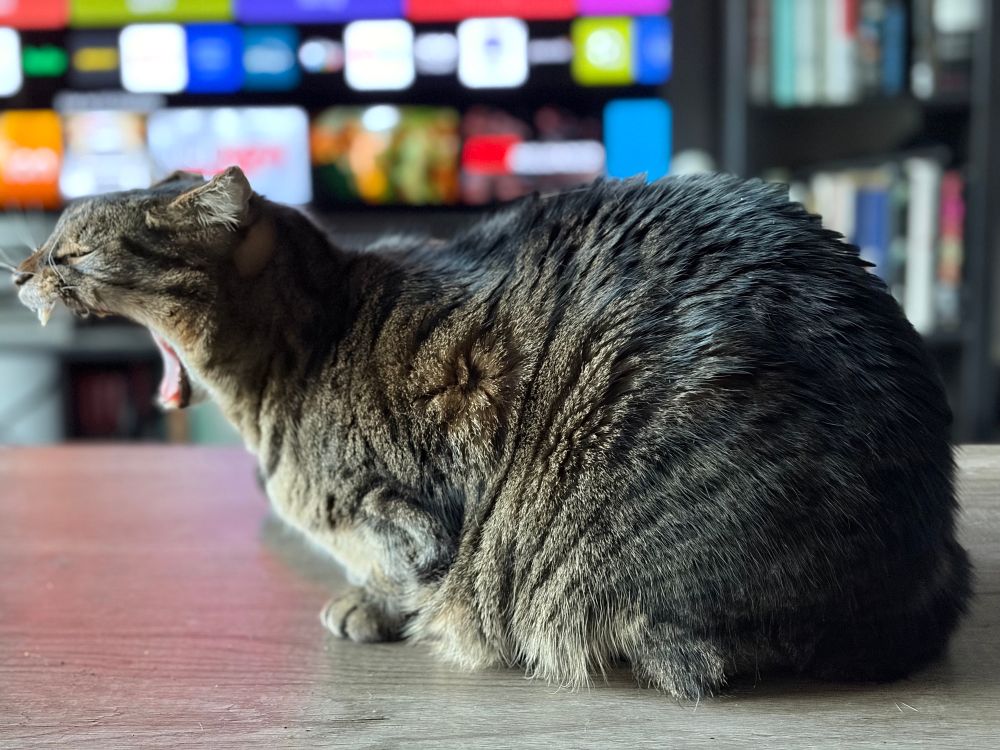 Same cat same setup, he’s doing an INCREDIBLE yawn