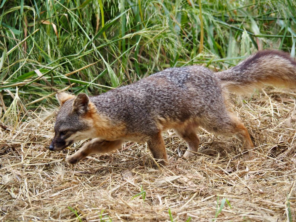 Molecular natural history: The Channel Island foxes