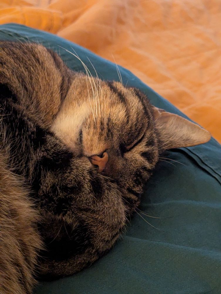 A close-up of a brown tabby sleeping on a green pillow with its paws over its face. The background is yellow.