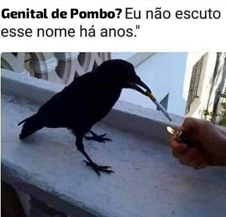 "genital de Pombo? Eu não escuto esse nome há anos"
Embaixo, uma foto de um corvo segurando um cigarro que está sendo aceso por uma mão segurando um isqueiro