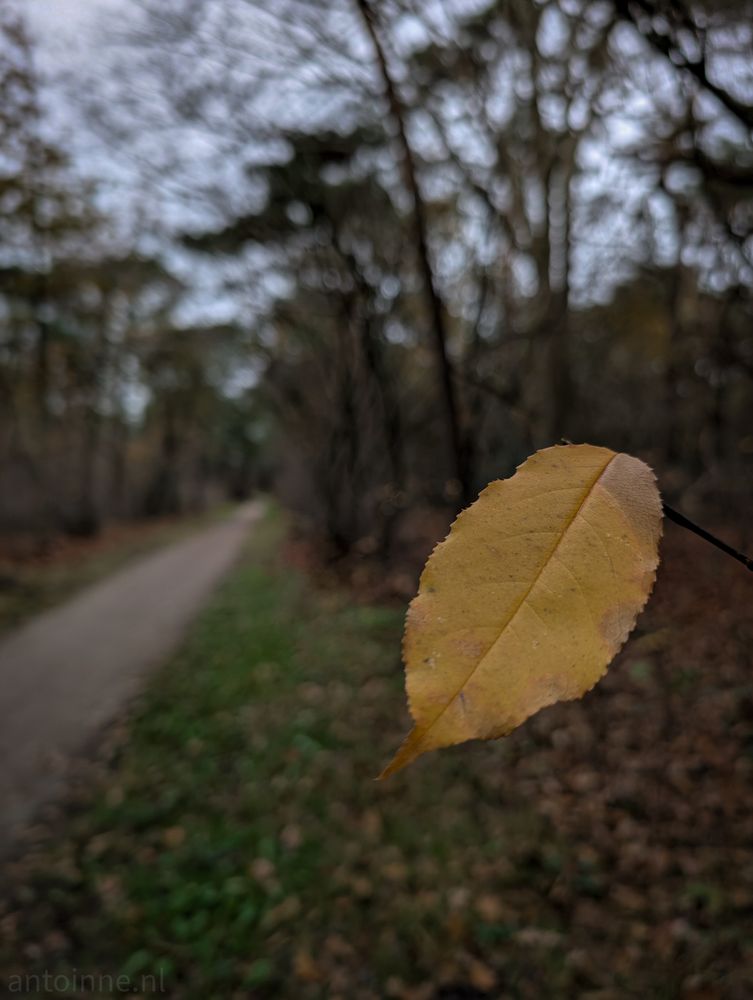 A single, solitary leaf captured in close-up on the right side of the frame. The leaf is in the transition of decay, colored in shades of mustard yellow and ochre, with some browning around the edges and spots on the surface. It hangs from a thin, dark twig, angled slightly downward.

In the background a dirt forest path curves from the bottom left leading into the distance, acting as a leading line that draws the eye toward the center.