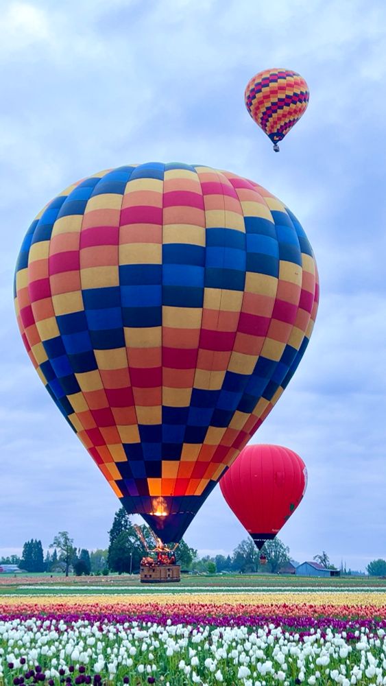 Three hot air balloons flying over tulip fields