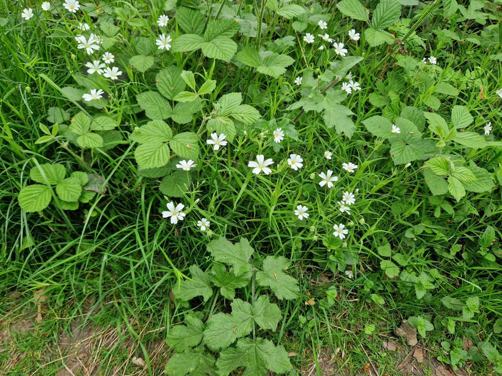 A spray of bright white flowers amongst the greenery 