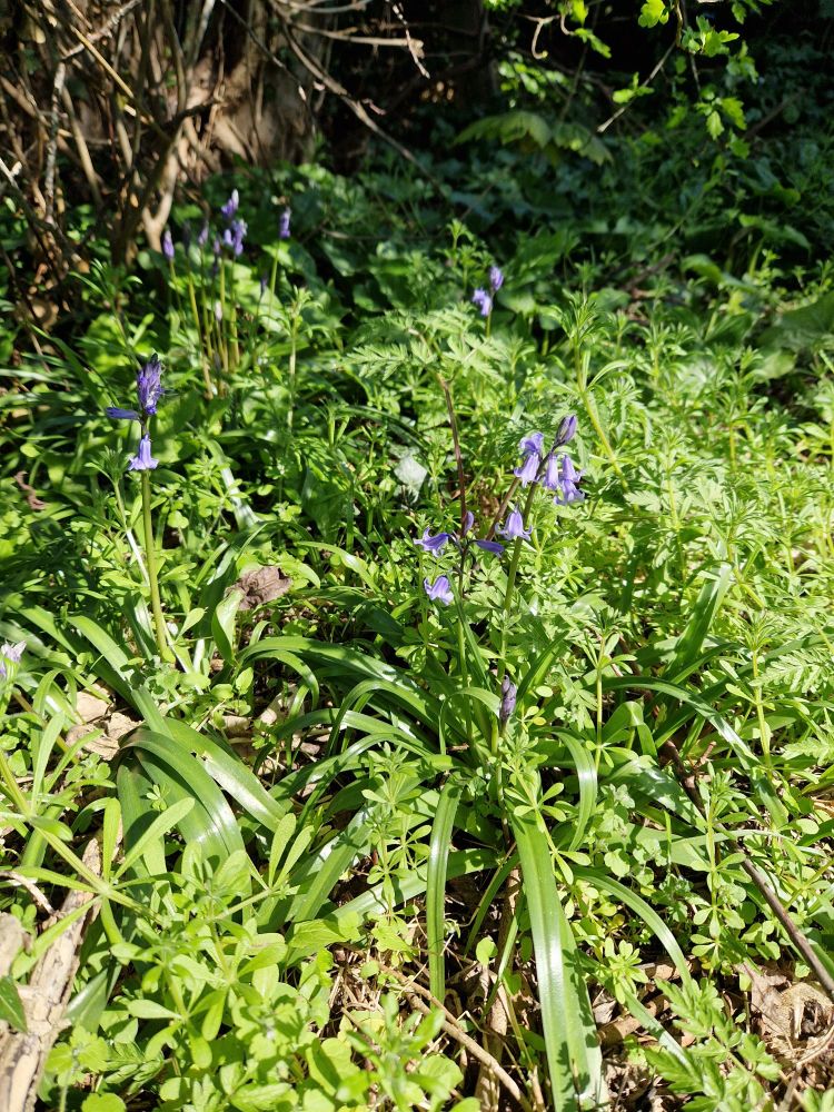 A spray of pale purple flowers
