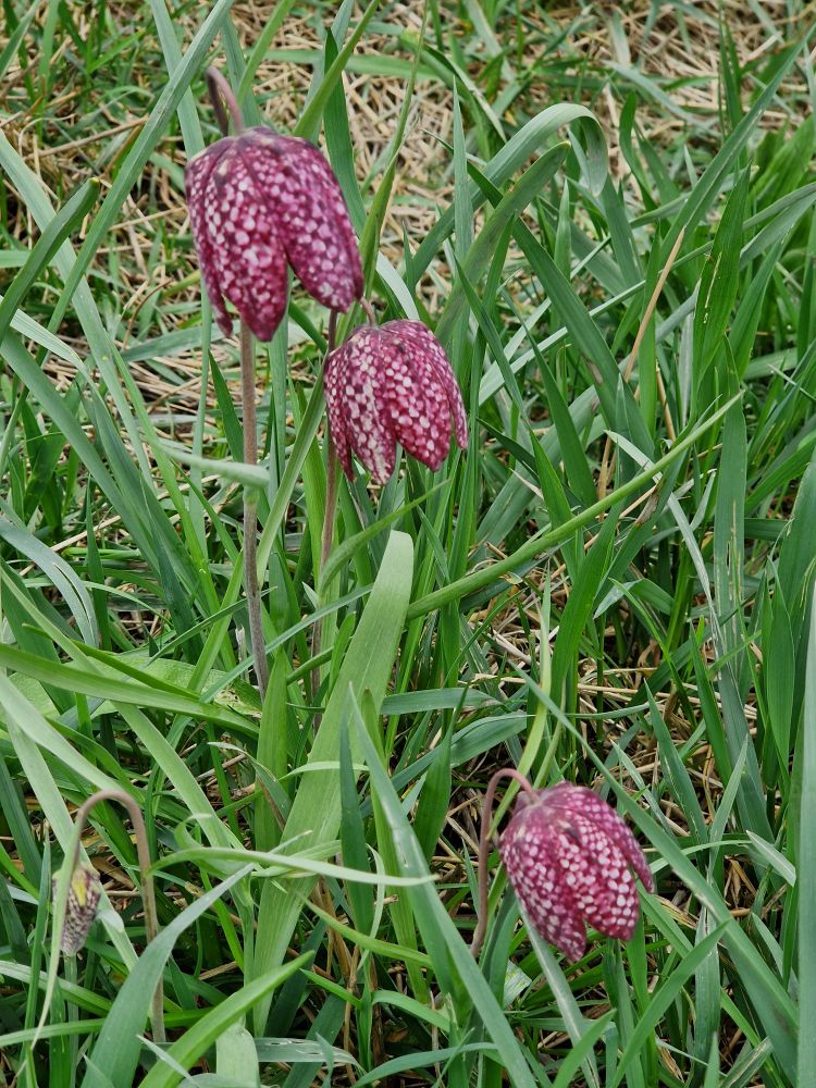 A triplet of purple and white checkered dolorous bells of flowers