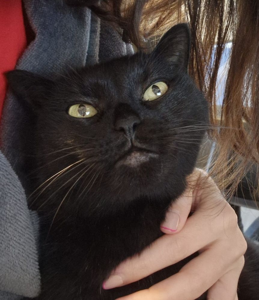 A beautiful black cats gazes dreamily at the camera, she is very well snugged 