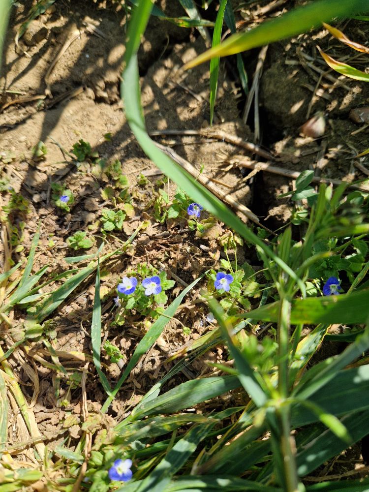 A few lickle bright blue flowers close to the ground 