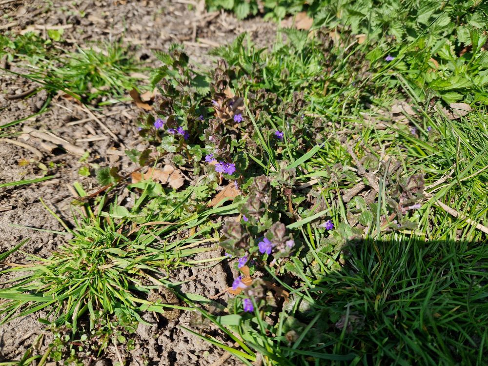 A small purple flower hiding in the grass