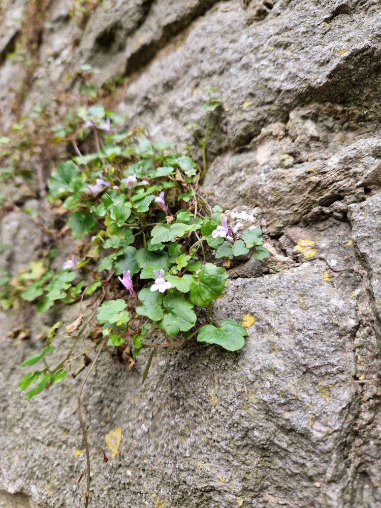 a small light purple flower growing between rocks in a castle wall
