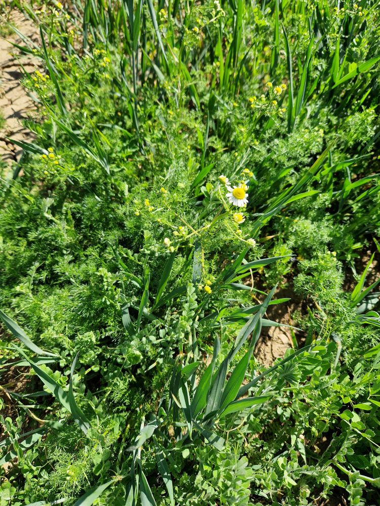 Fuzzy foliage with a single chunky daisy like flower