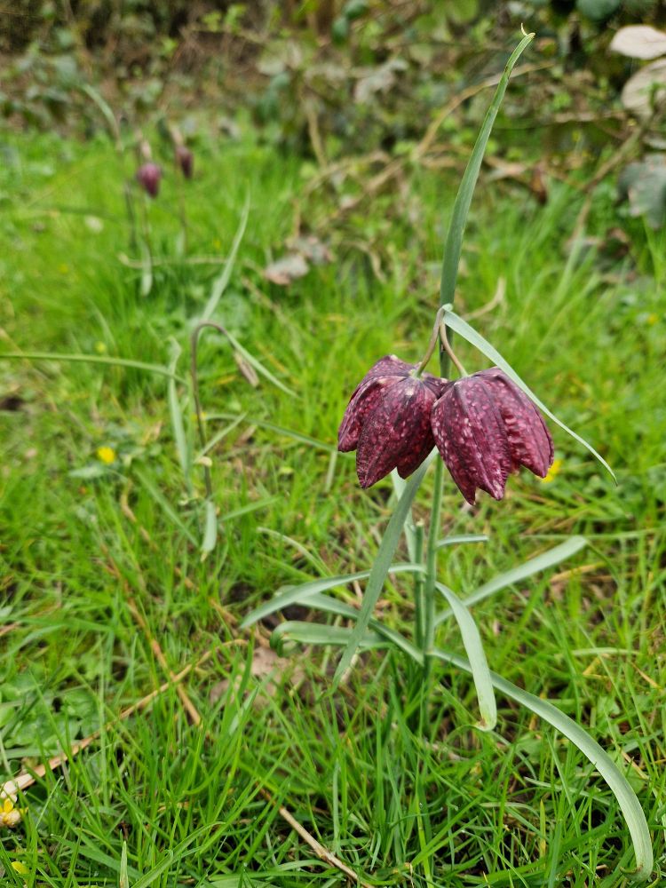 A purple and white checkered flower with two lantern like heads 