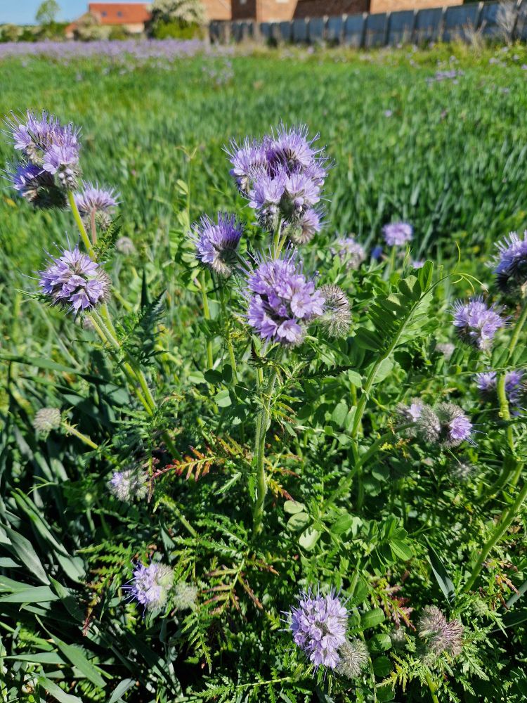 A mass of pale purple blue flowers with long spikes on top of frilly leaves