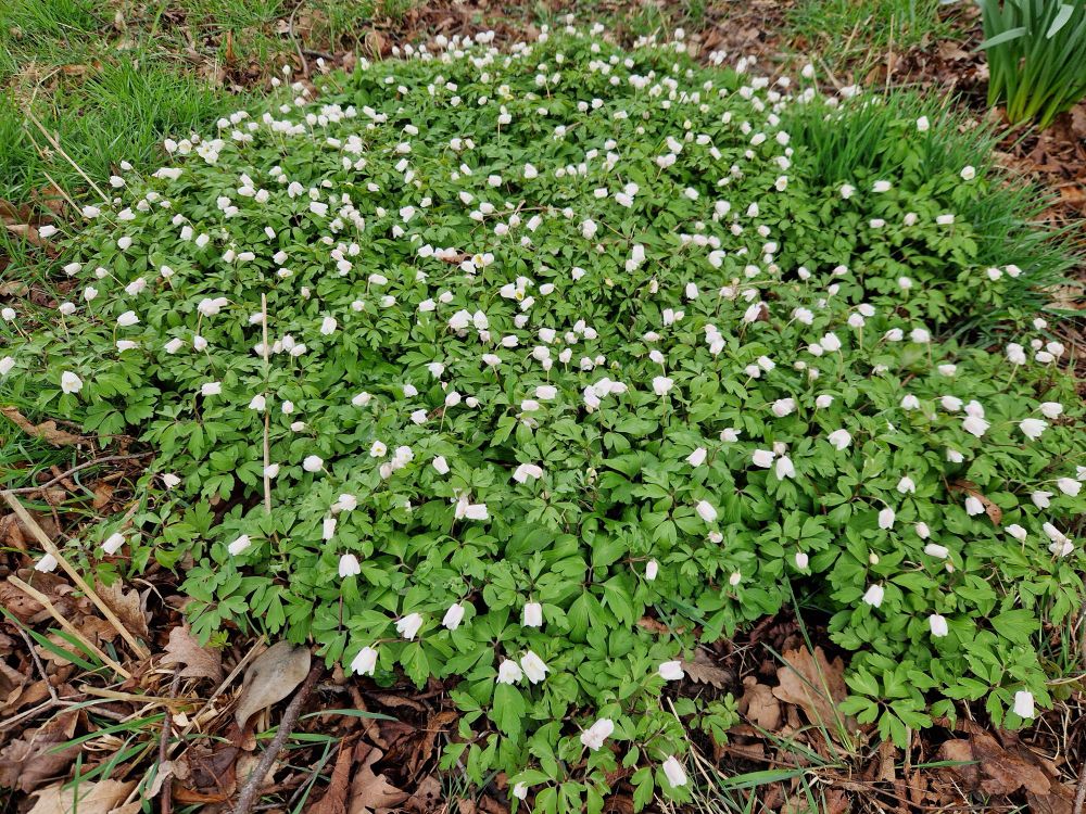 A large patch of low white flowers, all closed up