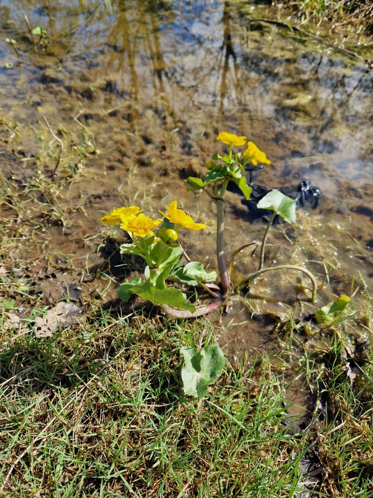 Two bright yellow flowers growing tall out of a puddle in a grassy meadow 