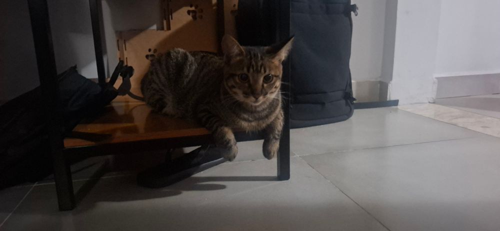 a foto tem uma gata fêmea filhote de 8 meses, de pelagem cinza rajada e olhos amarelos. a gata esta deitada na ultima prateleira de uma estante de madeira, com as patinhas relaxadas para fora da prateleira.