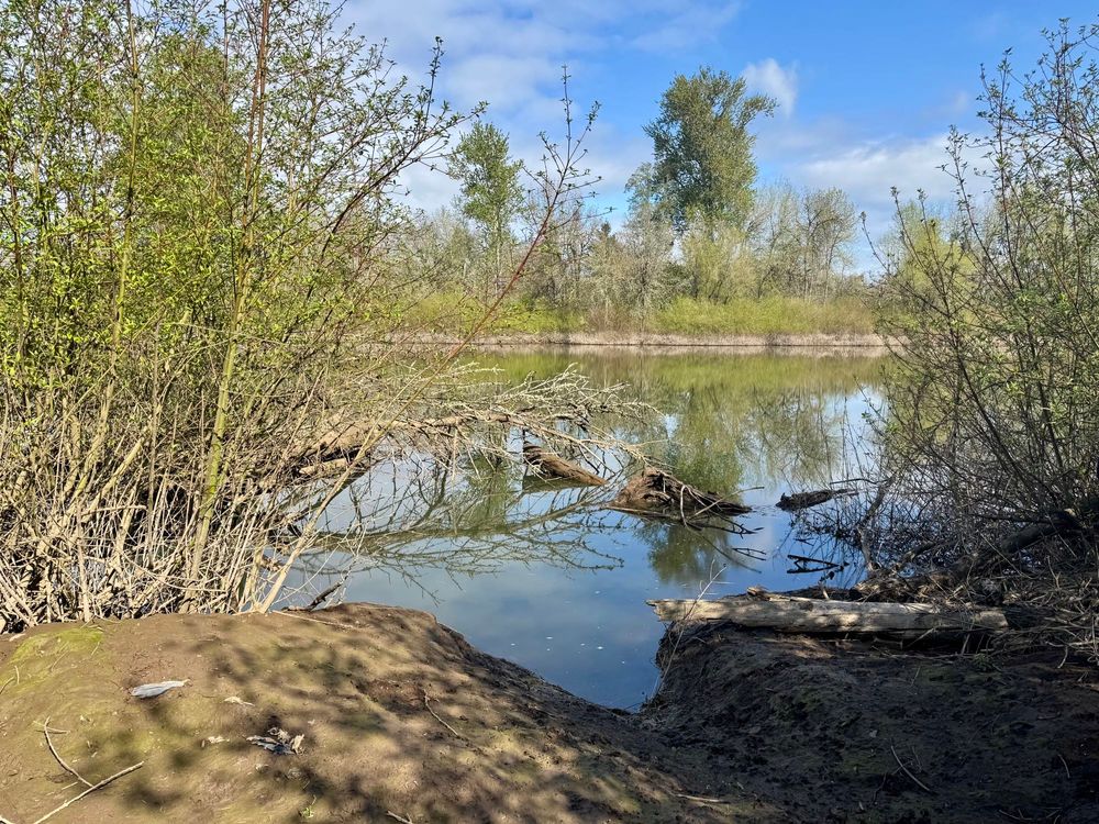 A pond with a wet bank and trees on the other side