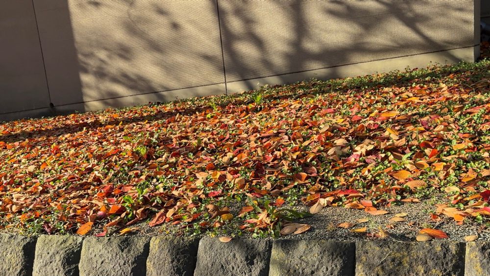 ソメイヨシノの落ち葉