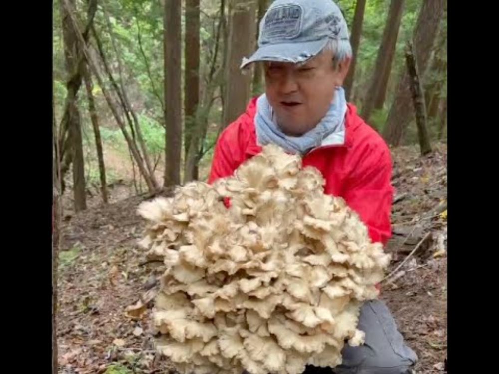 マイタケ　舞い上がるほど喜びから、今回の語りべです。しもじ　と一緒に、同じ目線で、きのこ探しに行きませんか＾＾　沢山のきのこ達にに会いに行きませんか＾＾