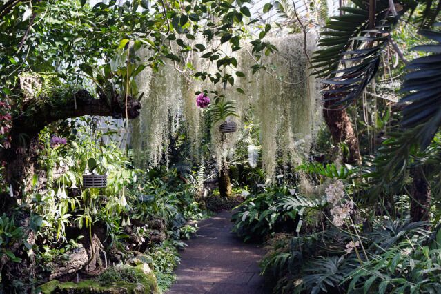 Snapshot taken in one of the hot and humid greenhouses in the Royal Botanical Garden in Edinburgh, Scotland. Green is the dominant colour and you can spend hours there.