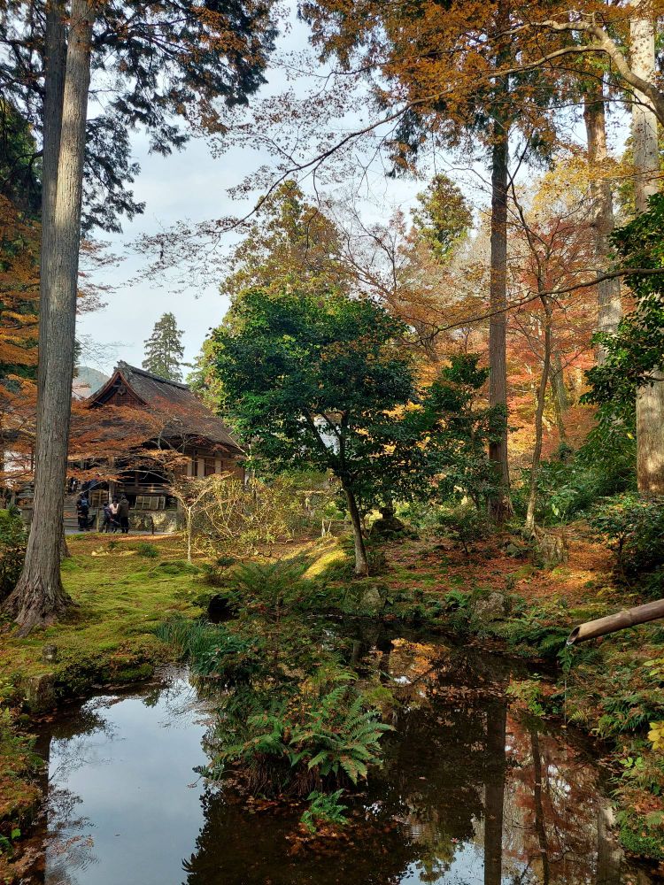 Orange trees on the grounds of a temple