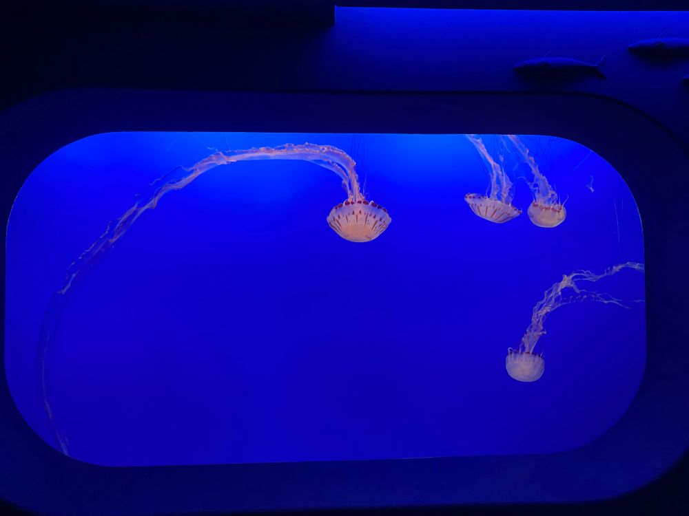 photo of purple striped jelly tank containing 4 jellyfish