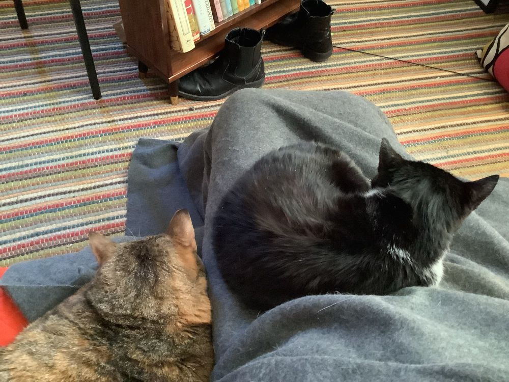 Photo of two cats. One is sleeping against me and the other is on my lap. 