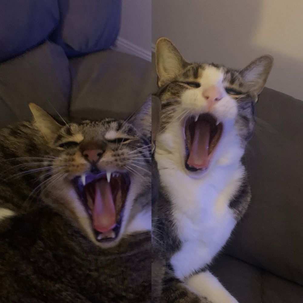 Two cats side by side yawning but looking like they are yelling wasssssuuup