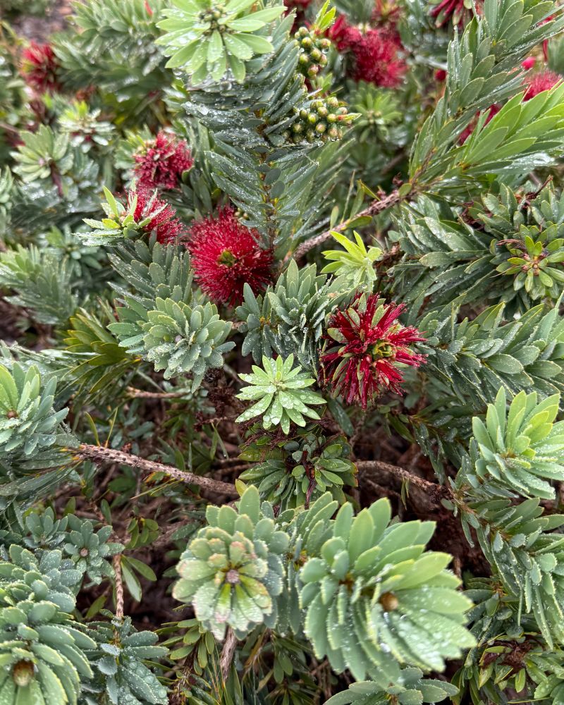 A low-growing plant with leaves that grow into cup-like structures that catch rain, with scattered round spiky apple-size blooms
 