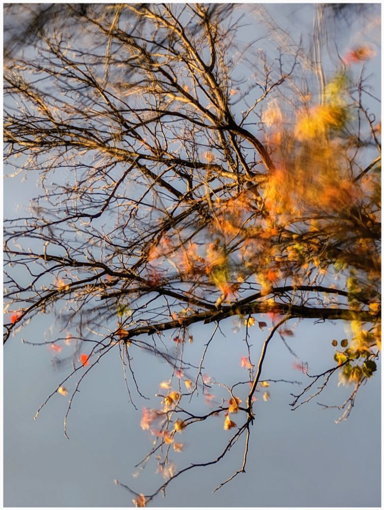 Part of a tree, waving in the wind