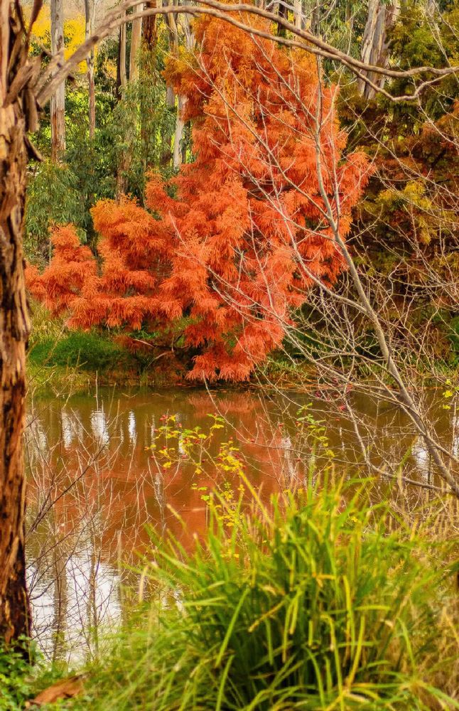 Vibrant red-orange leaves by a river