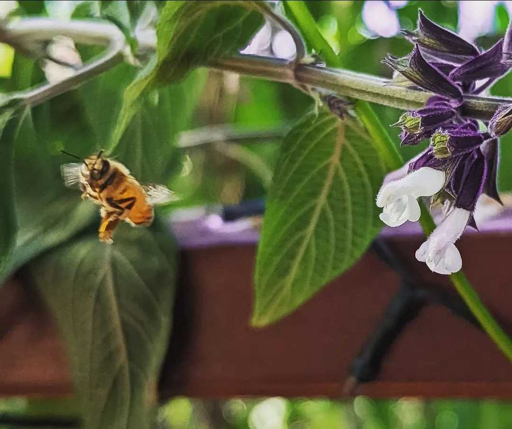 Bee and Salvia flowers