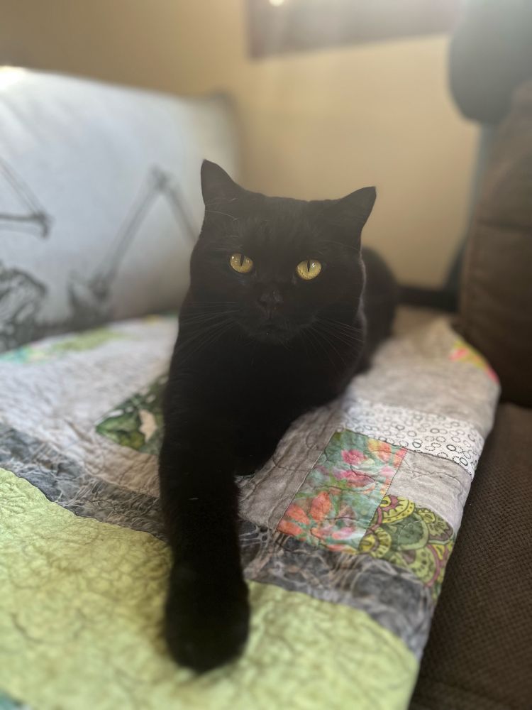 All black cat laying on a quilt with one paw extended forward
