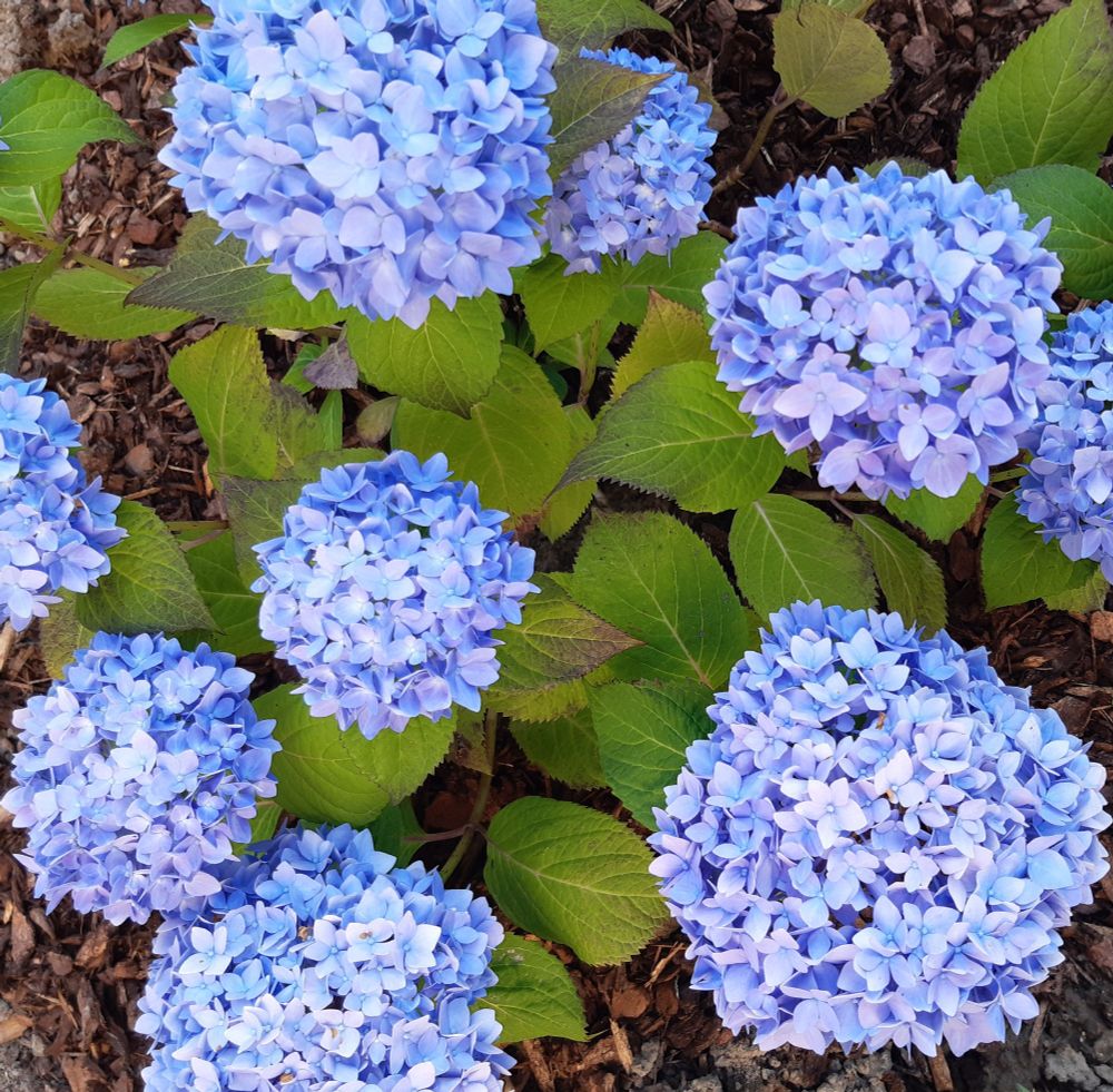 My Endless Summer hydrangea from the garden, the flowers are blue with a tint of purple