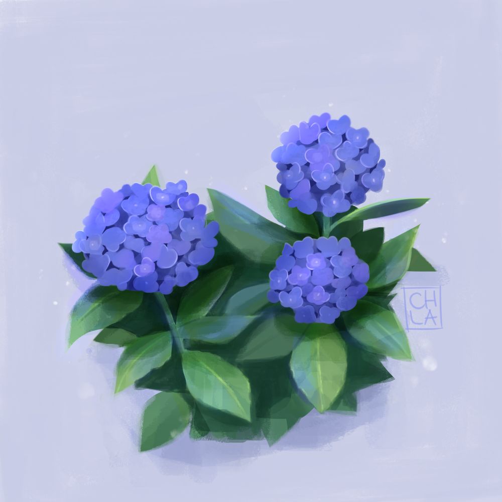 Digital illustration of the hydrangea macrophylla