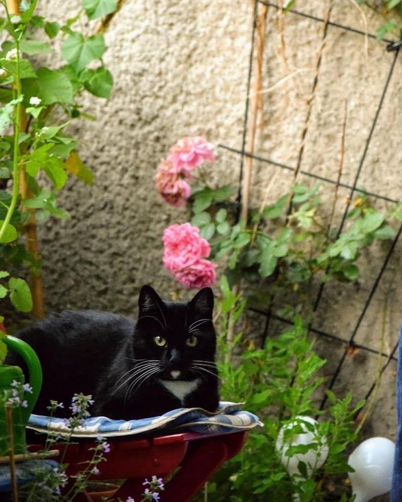 Schwarze Katze mit weißem Hals und Schnurrhaaren sitzt gemütlich auf einem Kissen auf dem roten Holzstuhl. Um ihr sind einige Pflanzen, sowie eine rosa blühende Rose im Hintergrund.