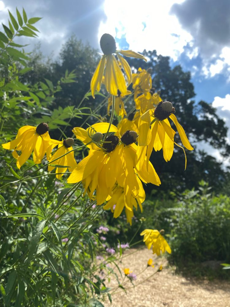 On the edge of the trail, sunlight shines through glowing yellow petals of a cluster of flowers. Blue skies, and green foliage surrounds, with trees visible in the distance. 