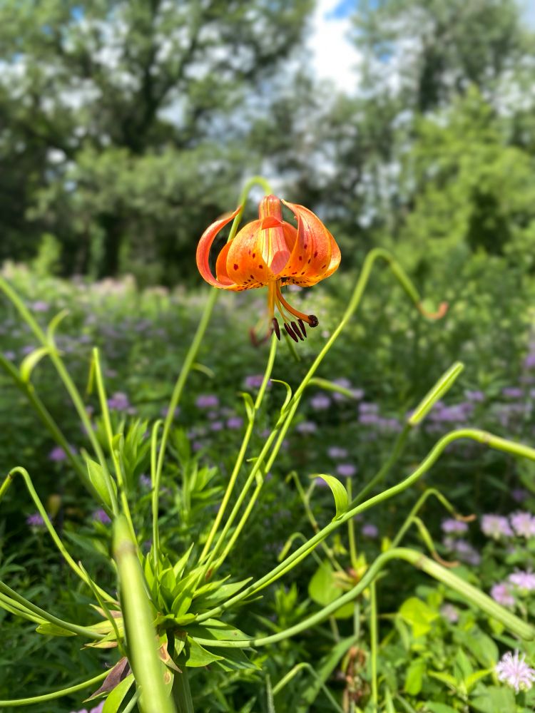 A unique orange lily bloom, surrounded by thin green stem and supporting foliage. Blue sky, green trees, and purple bergamot flowers are visible in the background. 