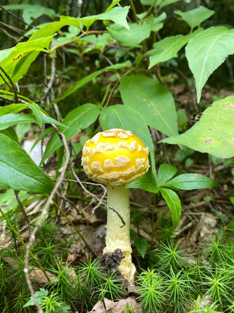 A spotted yellow mushroom growing from the forest floor, surrounded by green leaves and pine sprouts. 