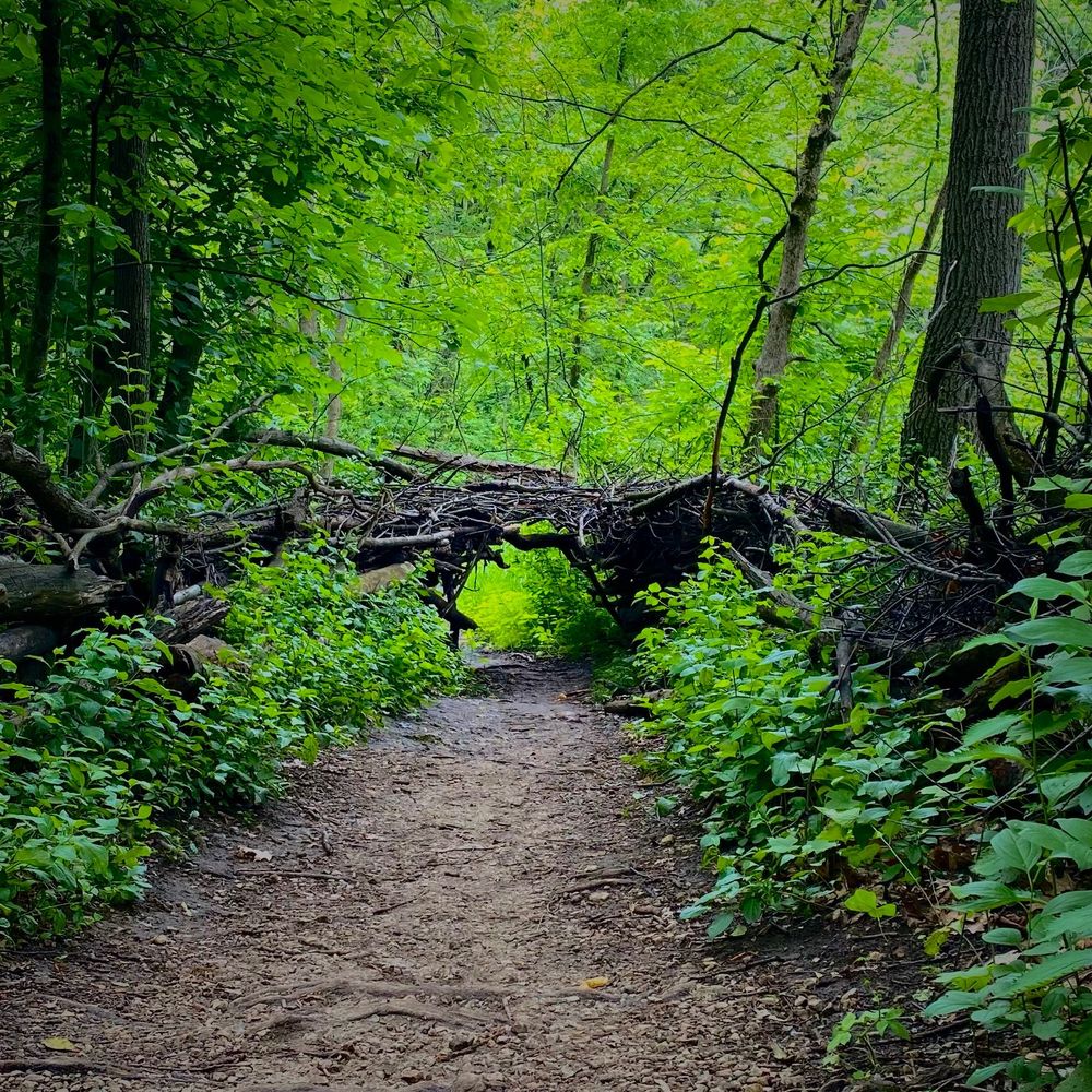 A shady forest trail lined with lush green foliage leads toward a small arched shelter made of woven sticks and branches. The canopy above filters soft light, casting a cool, calming atmosphere on the earthy path.